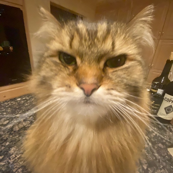 Meet your Posher, Fiona - Picture 2 of 3